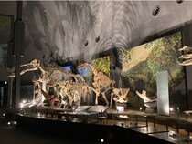 閉館後に貸切で楽しむ!?「恐竜博物館プレミアムナイトミュージアムツアー」が“福井県立恐竜博物館×勝山DMO”初タッグで実現！