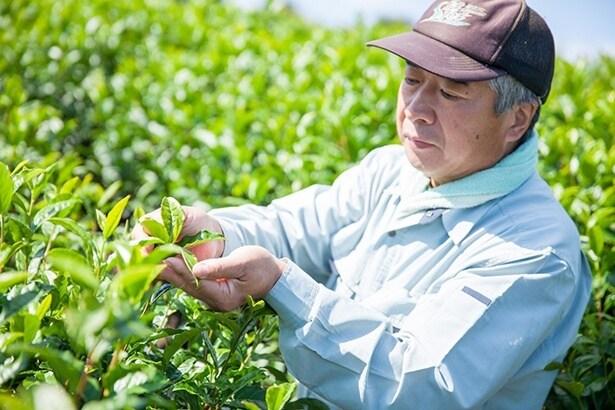 海田園黒坂製茶