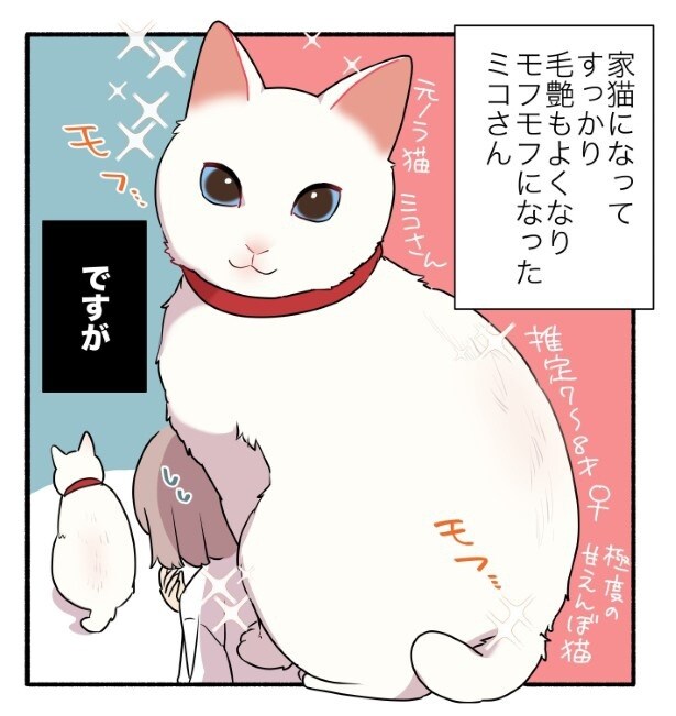 すっかりモフモフのきれいな白猫となったミコさん。しかし…!