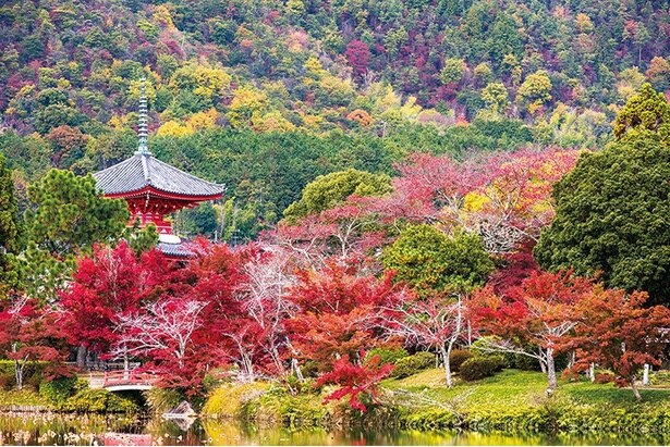 旧嵯峨御所 大本山大覚寺(大沢池)/京都市左京区