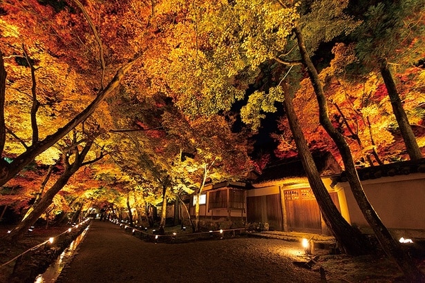 天龍寺塔頭 宝厳院(参道)/京都市左京区