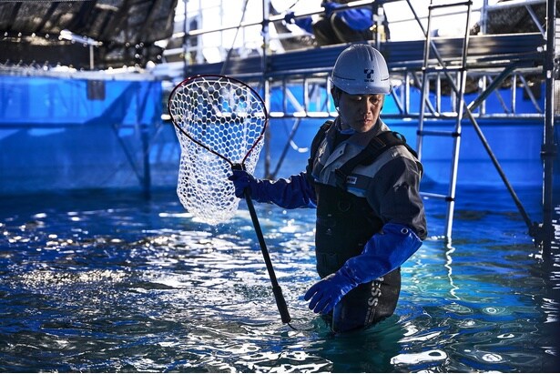 水槽内のサーモンの様子も確認。飼育は4人体制で行われている