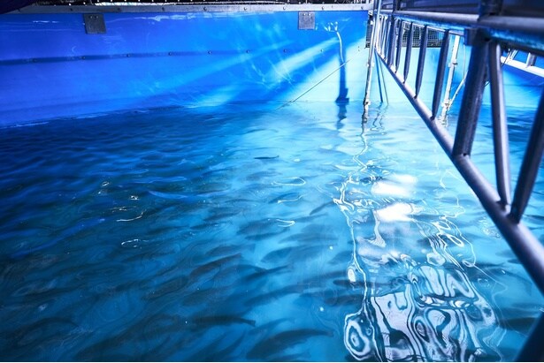 水槽内を元気に泳ぎ回る知多クールサーモン