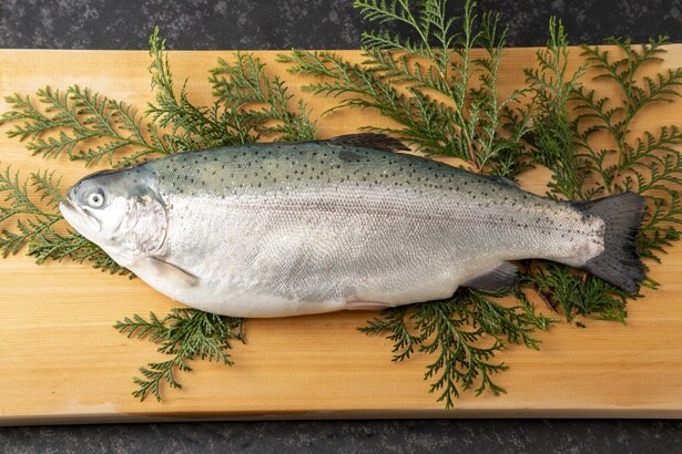 “ガスのプロ”が養殖事業!?国内で初めてLNG冷熱を利用し、サステナブルな「知多クールサーモン」養殖を手がける東邦ガス株式会社