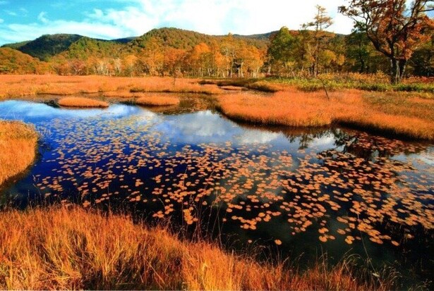 9月中旬ごろから草原が金色に色づく草紅葉を堪能できる/尾瀬(尾瀬ヶ原)の紅葉