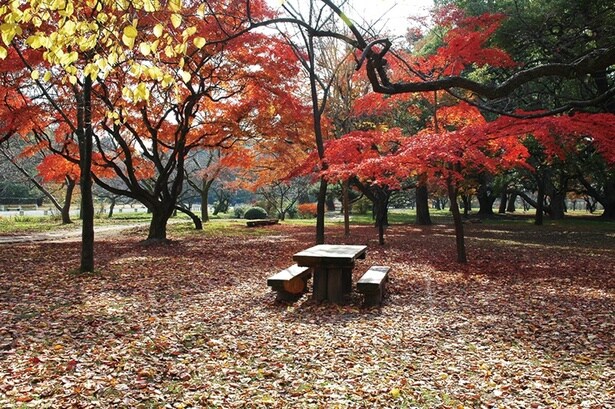 京都御苑/京都市上京区