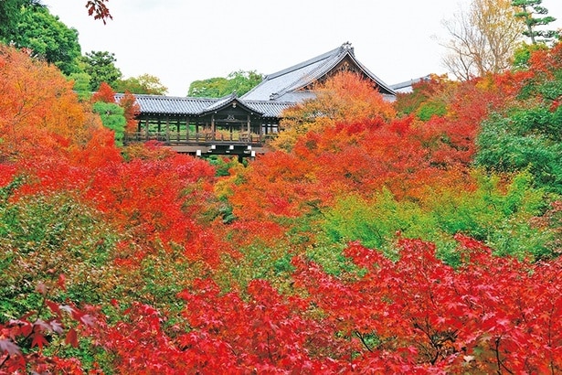 東福寺(臥雲橋)/京都市東山区