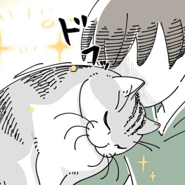 飼い主に頭突きをする猫