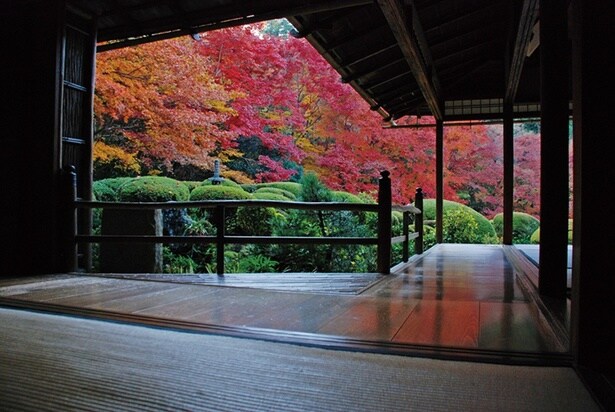 【京都・一乗寺】詩仙堂の額縁庭園の紅葉は息を飲む美しさ！おすすめ茶屋＆紅葉スポットを紹介