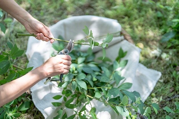 薬草加工や秋の手仕事をじっくり