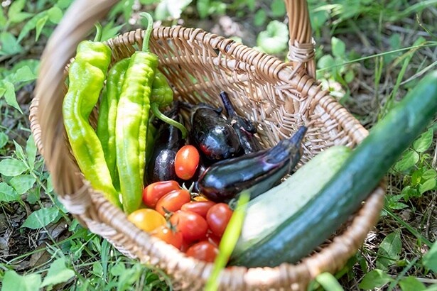 収穫した有機野菜のお土産