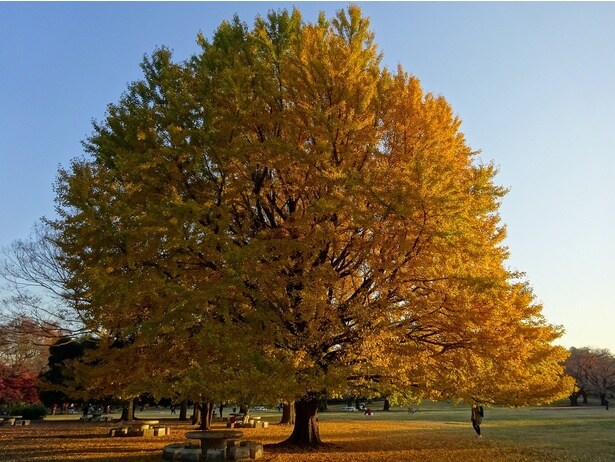 光が丘公園の紅葉(光が丘公園)