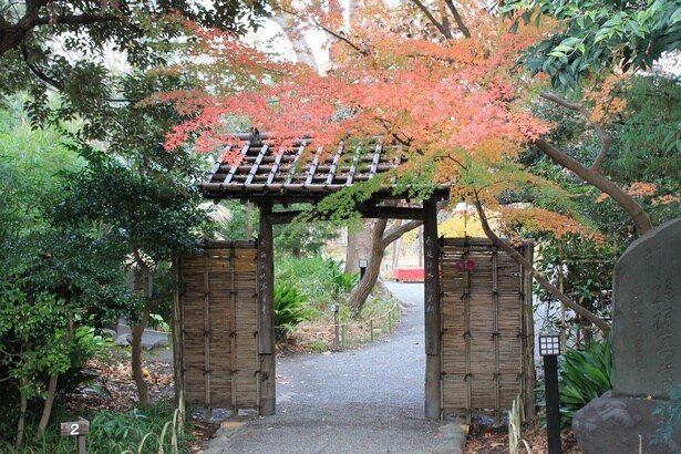 向島百花園の紅葉(向島百花園)