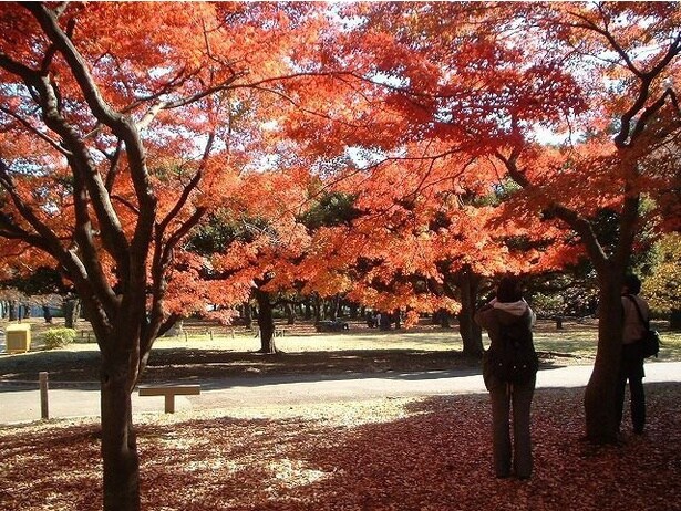 代々木公園の紅葉(代々木公園)