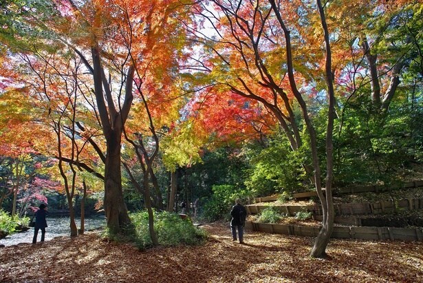 石神井公園の紅葉(石神井公園)