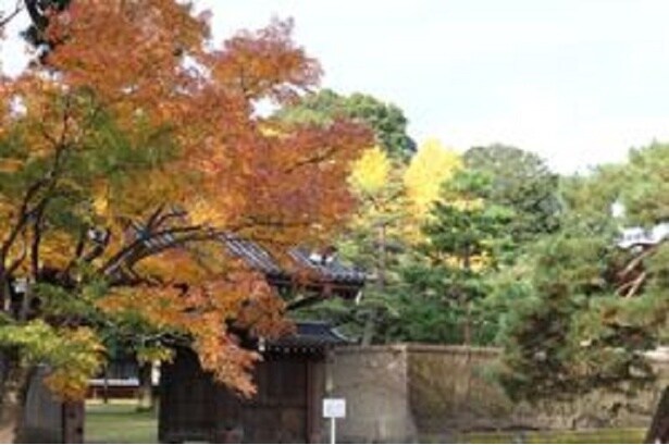 皇居東御苑の紅葉(皇居東御苑)