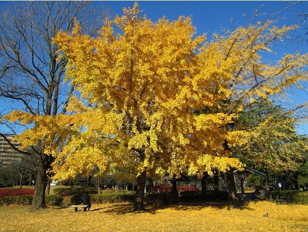 猿江恩賜公園の紅葉(猿江恩賜公園)