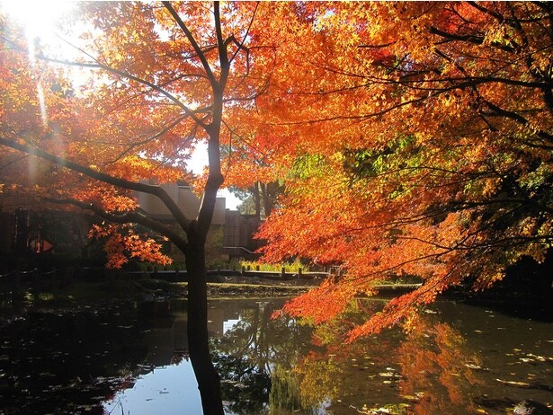 御殿山庭園の紅葉(御殿山庭園)