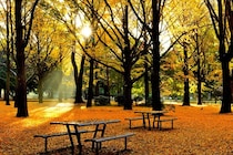 都心にいながら秋を五感で楽しめる！都内の公園のおすすめ紅葉スポット10選【2025年版】