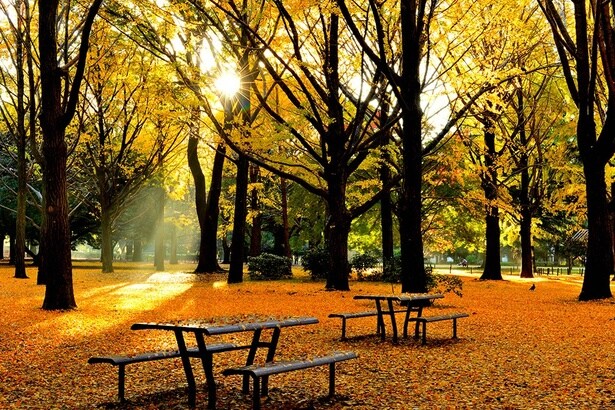 都心にいながら秋を五感で楽しめる！都内の公園のおすすめ紅葉スポット10選【2025年版】