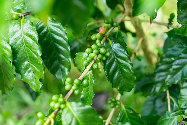 コーヒーノキになる緑色の実。赤くなると収穫時期だ