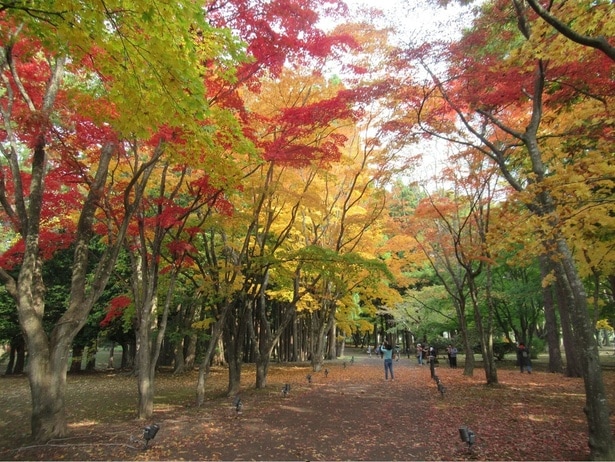 美しく色づいたカエデ並木/香雪園(見晴公園内)の紅葉