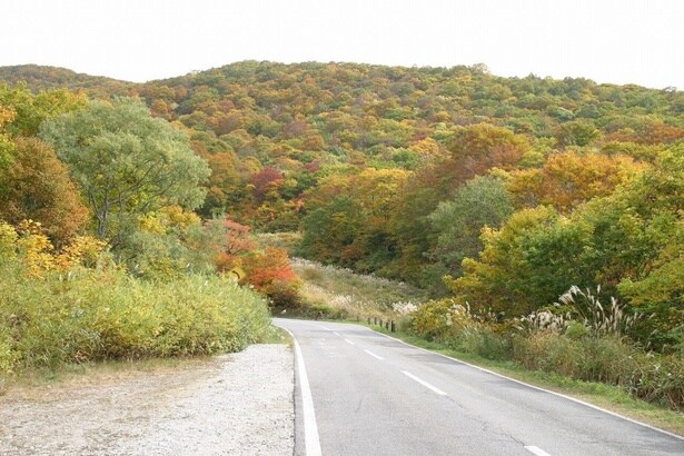 色づく磐梯山の木々の間を縫うように走る/磐梯山ゴールドラインの紅葉