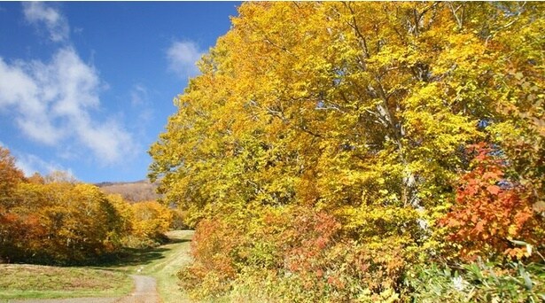 紅葉を楽しみながら気持ちのよい森林浴を満喫できる散策コース/妙高高原スカイケーブルの紅葉