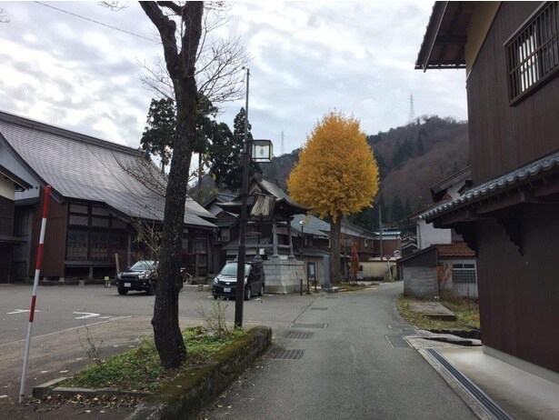 集落内にある林西寺の境内にある大イチョウ/白峰集落一帯の紅葉