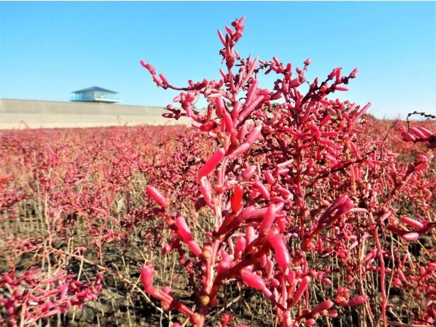 平成30年度の立ち枯れから再生を目指している/シチメンソウ群生地の紅葉