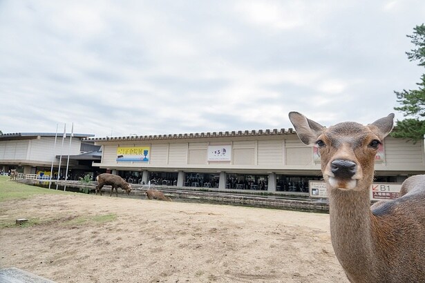 奈良国立博物館の周りにも、鹿がいっぱい!博物館を楽しんだあとは、鹿せんべいをあげてみよう