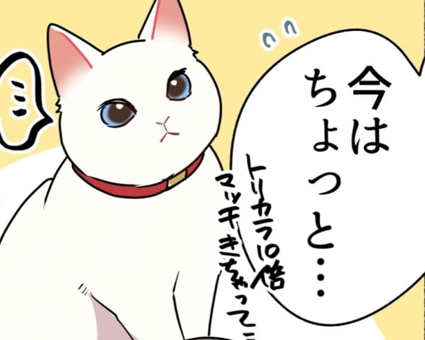 いつも猫様の思い通りにいくとは限らない…!?