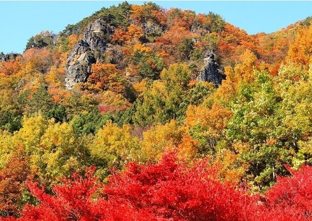 秋には錦絵を思わせるほど鮮やかに色付く木々が岩山を覆う/霊山県立自然公園の紅葉