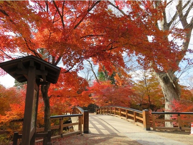 色とりどりのモミジが咲き誇るさまが魅力だ/懐古園の紅葉