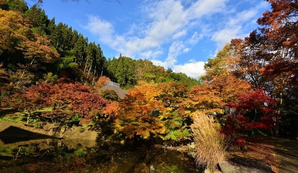 東西2キロメートルにわたる敷地は見事な紅葉スポットでもある/古今伝授の里フィールドミュージアムの紅葉