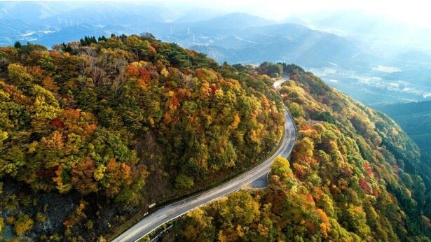 ドライブウェイから眼下に広がる紅葉/伊吹山ドライブウェイの紅葉