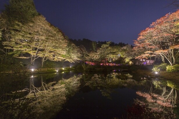 夜間にはライトアップも楽しめる/六甲高山植物園の紅葉