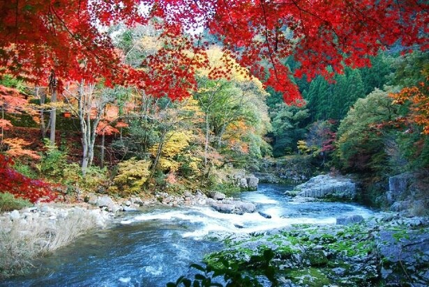 清らかな渓流を紅葉が彩る/奥津渓の紅葉