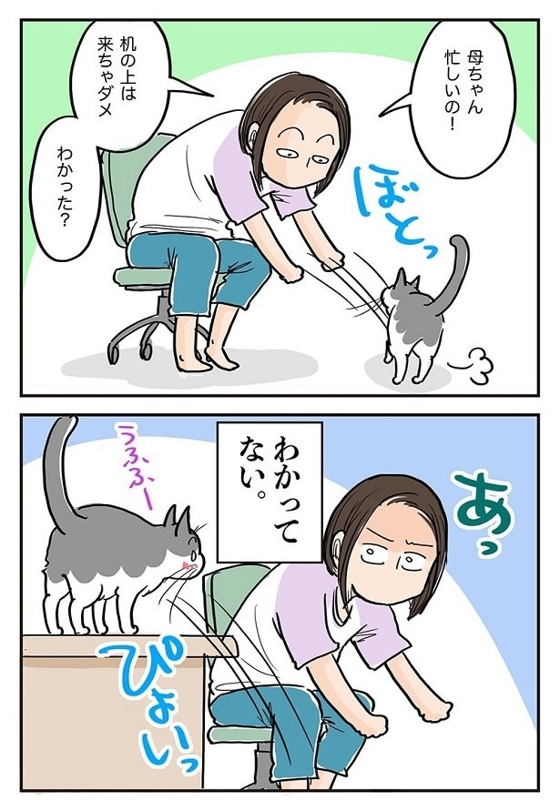 「机の上は来ちゃダメ」と言いながら、ポッちゃんを降ろすも…