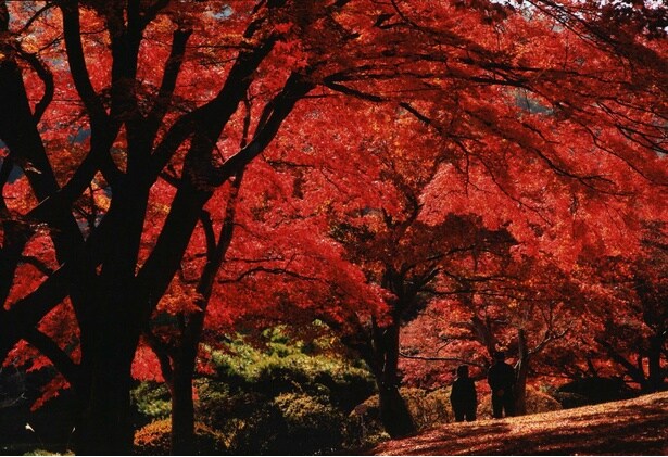園内のどこからでも、赤く染まる紅葉を見ることができる/花と歴史の郷 蛇の鼻の紅葉