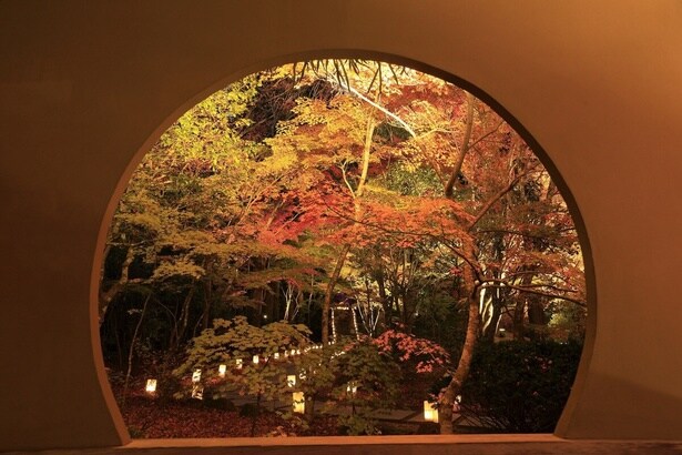 紅葉がライトアップされ、幻想的な景色を楽しめる/円通院の紅葉