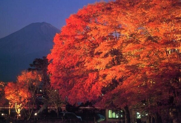 富士山と紅葉のコラボをライトアップで楽しむのも◎/河口湖の紅葉