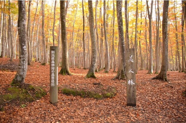 真っすぐな立ち姿から美人林と呼ばれる/美人林の紅葉