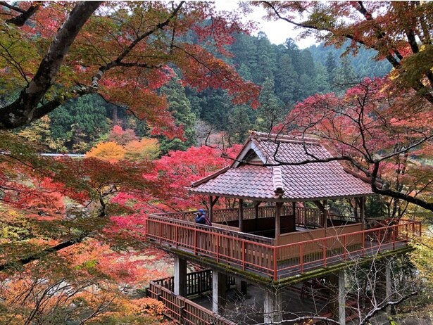 風のつり橋から望む紅葉/大井平公園の紅葉