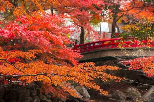 真っ赤な橋と紅葉のコントラストが美しい/岩屋堂公園の紅葉
