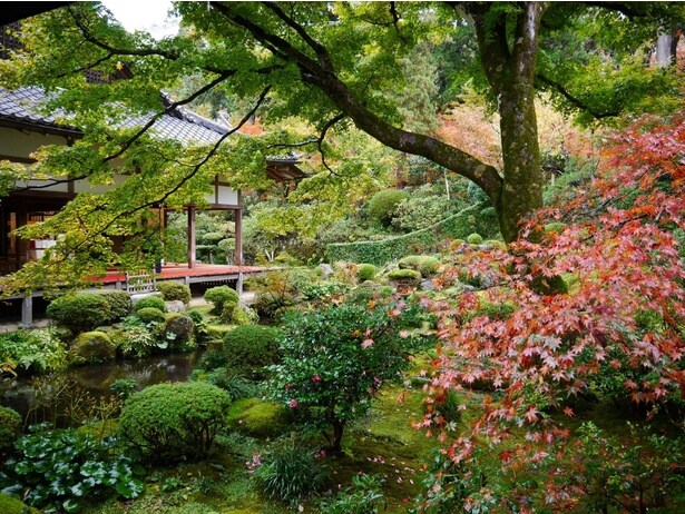 緑・赤・黄色のコントラストが美しい/大原(三千院)の紅葉