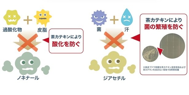茶カテキンによる2つの効果で臭いを防ぐ