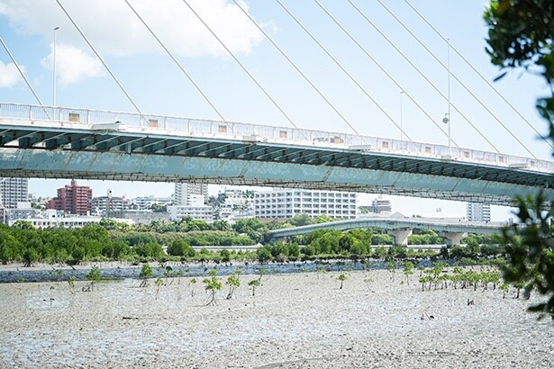 【写真】漫湖・水鳥湿地センターから眺める漫湖