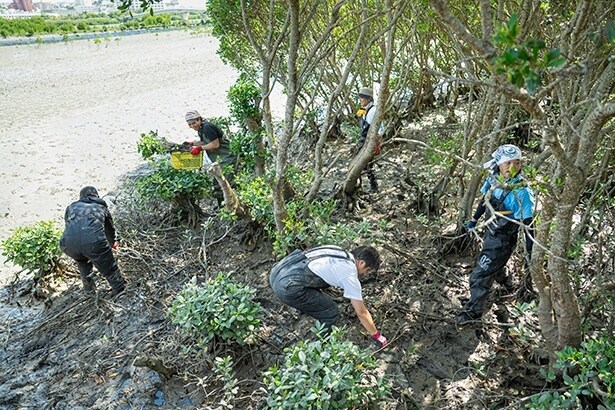 泥が深いところは大人が担当して稚樹を抜く