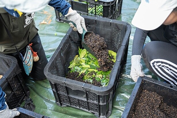 たい肥作りの実験